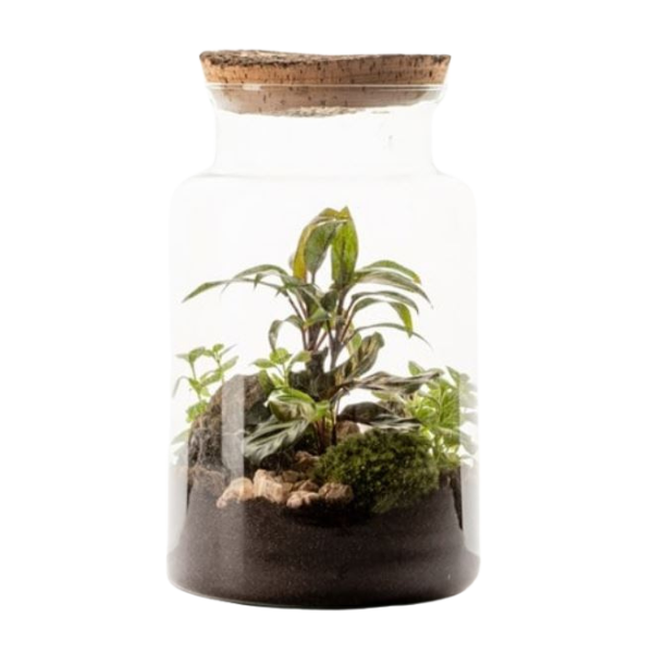 terrarium nature et decouvertes